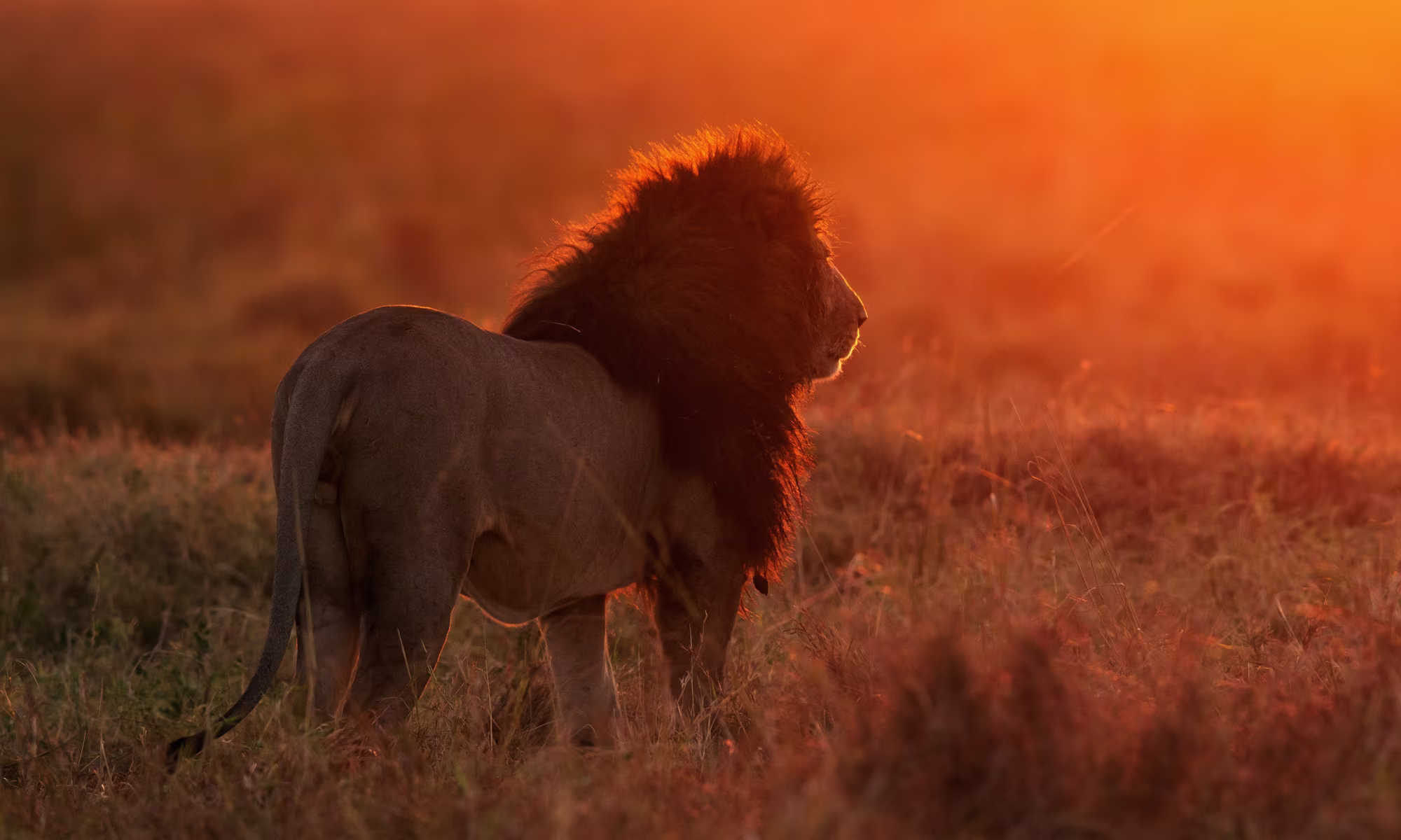 Lions